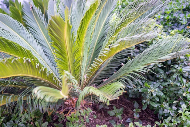 Palmenblätter hautnah im Garten