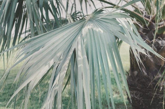 Palmenblatt tropische Pflanze
