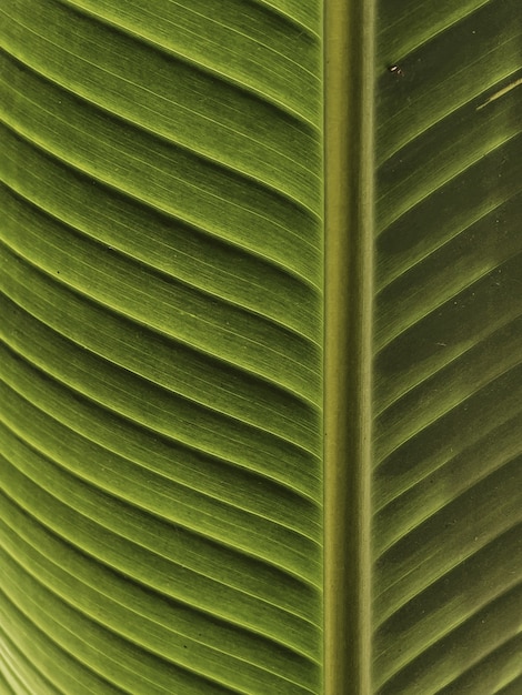 Palmenblattbeschaffenheit. Schöne exotische tropische Natur des Sommers