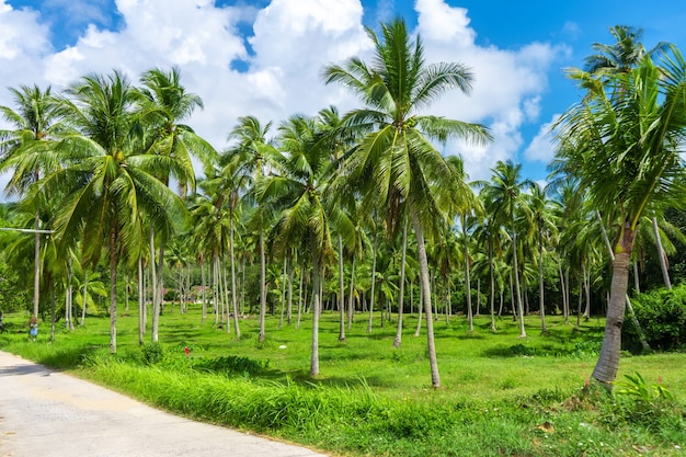 Palmenhain der tropischen Naturlandschaft und blauer Himmel