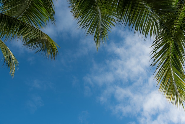 Palmenkokosnussbäume gegen blauen Himmel für Hintergrund