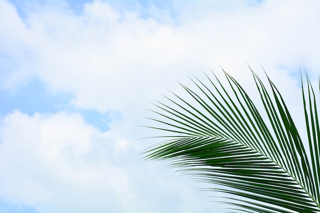 Palmenkokosnussblatt auf blauem Himmel im Sommer