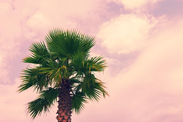 Palmenkrone gegen rosa bewölkten Himmel