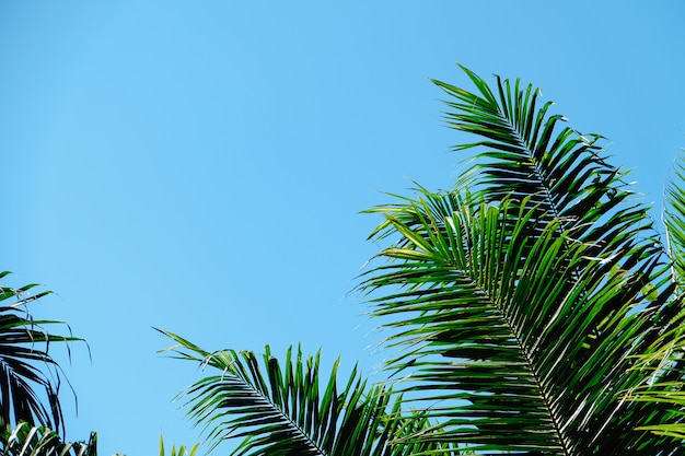 Palmenkronen mit grünen Blättern auf sonnigem Himmelhintergrund. Kokospalmenspitzen - Blick vom Boden.