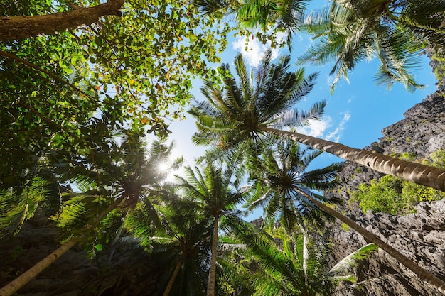 Palmenplantage auf tropischer Insel