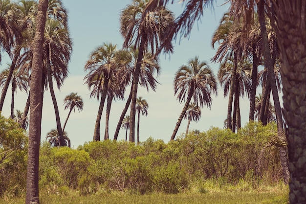 Palmenplantage auf tropischer Insel