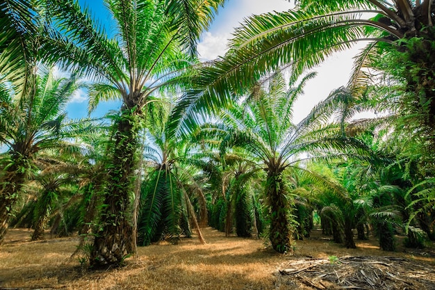 Palmenplantage. Bäume mit großen Blättern auf einem klaren Himmelshintergrund
