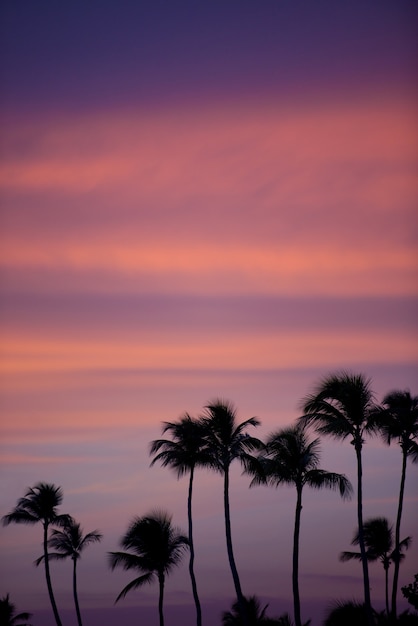 Palmenschattenbild am tropischen Strand des Sonnenuntergangs. Orangefarbener Sonnenuntergang.