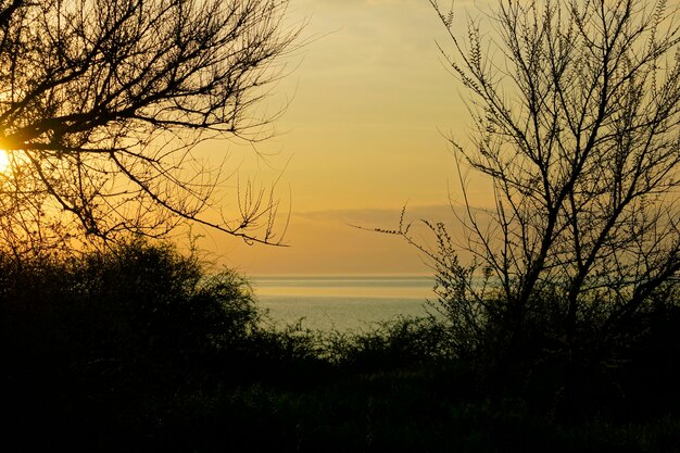 Palmenschattenbild auf tropischem Strandhintergrund des Sonnenuntergangs