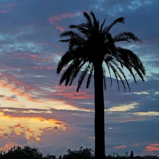 Palmenschattenbilder bei Sonnenuntergang