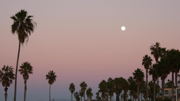Palmensilhouetten und Vollmond in der Dämmerung rosa Himmel Kalifornien Strand USA