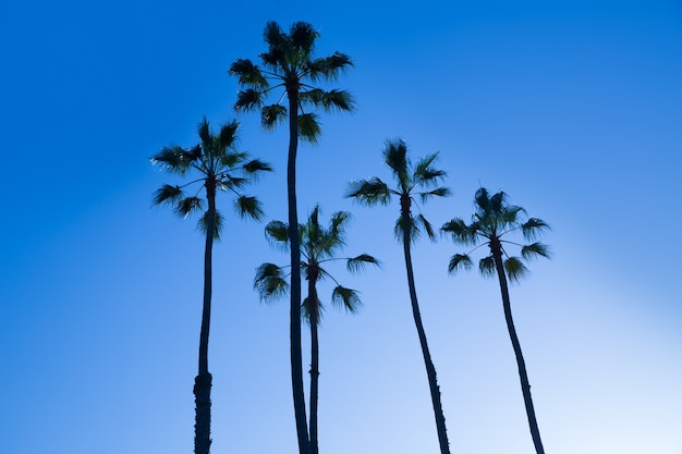 Palmensilohuette Kaliforniens hohes auf blauem Himmel