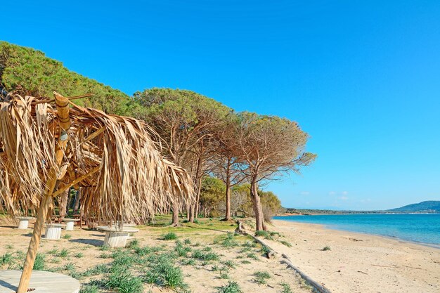 Palmensonnenschirm am Strand von Mugoni auf Sardinien