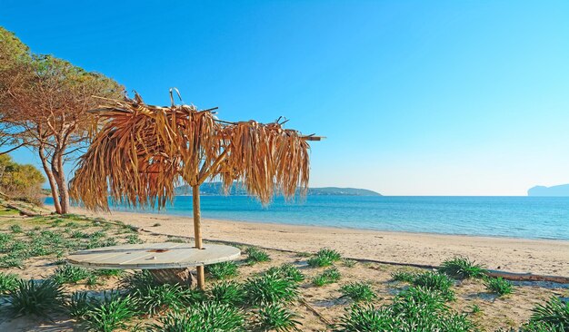 Palmensonnenschirm am Strand von Mugoni auf Sardinien