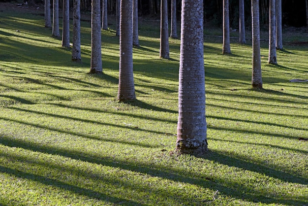 Palmenstämme im Gegenlicht, mit Schatten