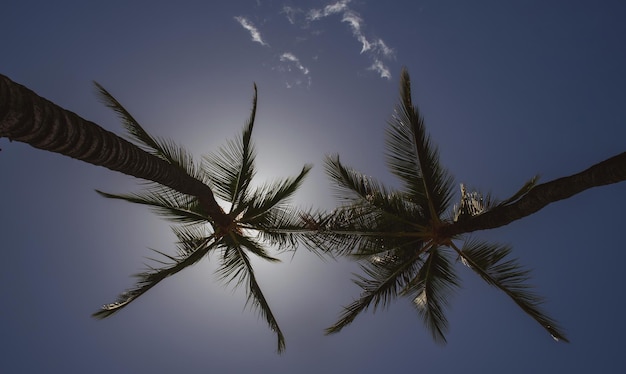 Palmentapete Palmen am blauen Himmel Palme an der tropischen Küste Kokospalme