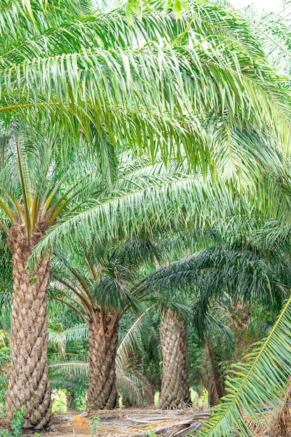 Palmera de aceite