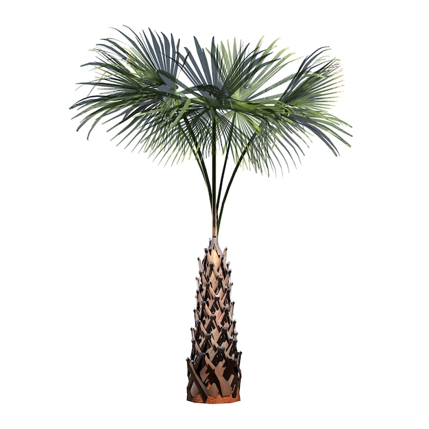 palmera aislada sobre fondo blanco, ilustración 3D, cg render