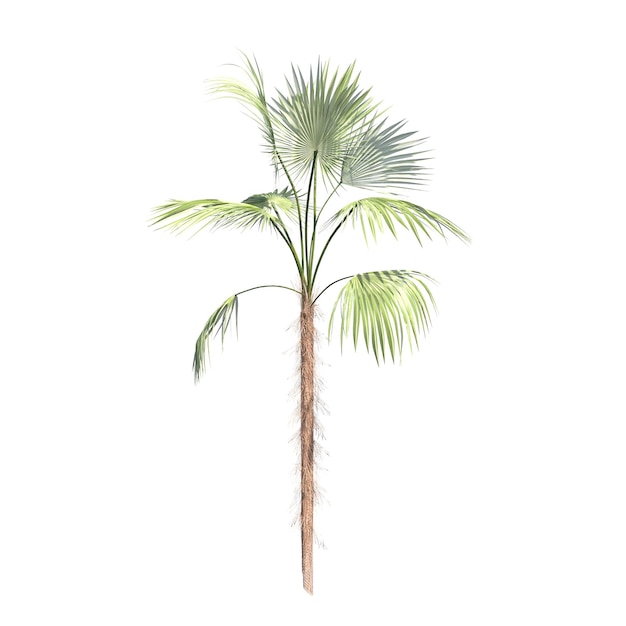 palmera aislada sobre fondo blanco, ilustración 3D, cg render