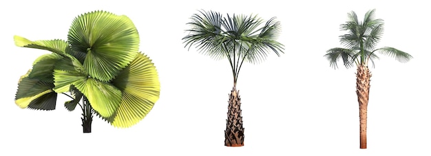 palmera aislada sobre fondo blanco, ilustración 3D, cg render