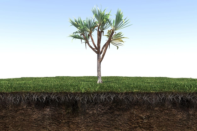 palmera aislada sobre fondo blanco, ilustración 3D, cg render