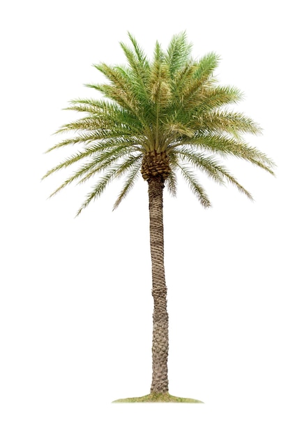 Palmera aislada sobre un fondo blanco