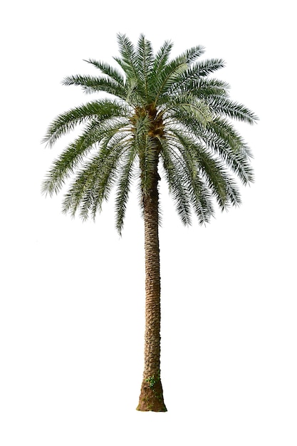 Una palmera aislada sobre un fondo blanco