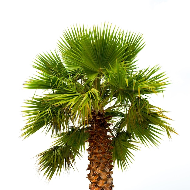 Palmera aislada sobre un fondo blanco