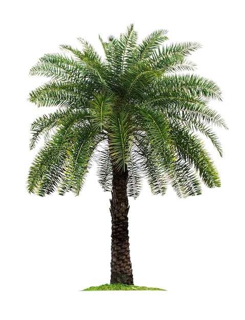 Palmera aislado sobre fondo blanco.