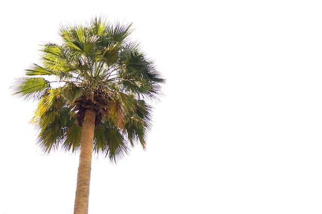 Una palmera aislado sobre un fondo blanco.