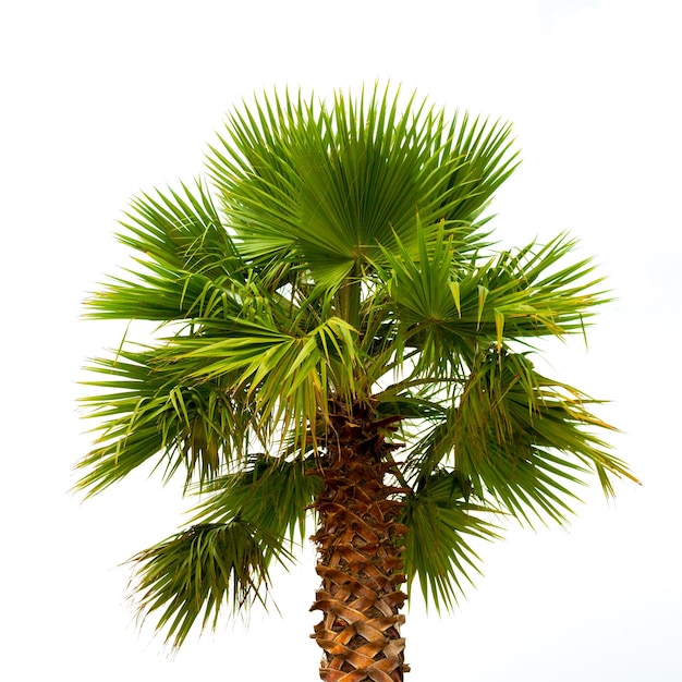 Palmera aislado sobre fondo blanco.