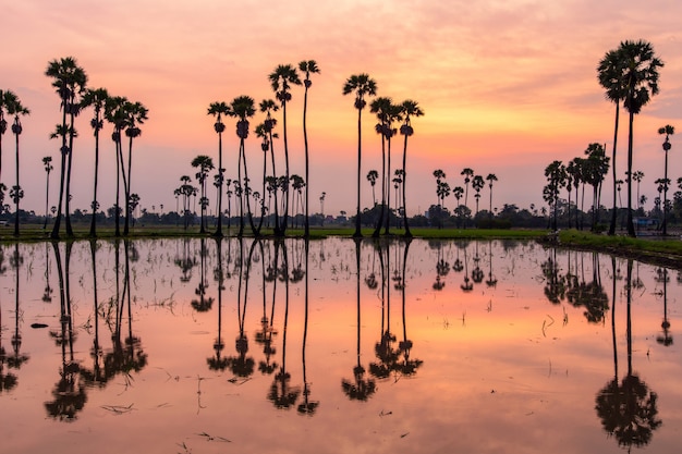 Palmera durante el amanecer