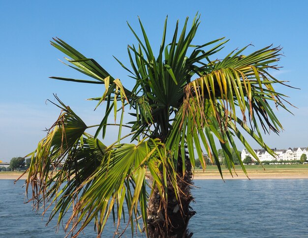 Palmera (areaceae)