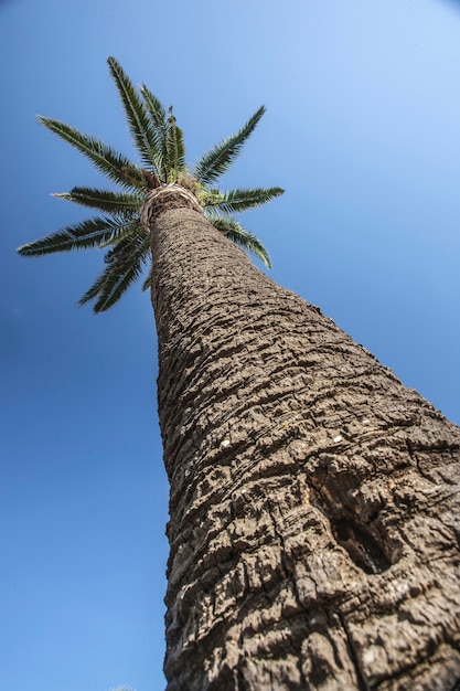 Foto palmera desde arriba con fondo de cielo