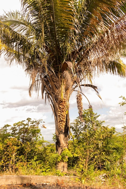 Foto palmera attalea speciosa conocida como babau de la familia de las palmeras con frutos drupaciosos con aceitosa