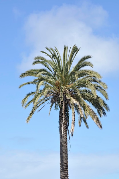 Palmera en Aveiro en Portugal