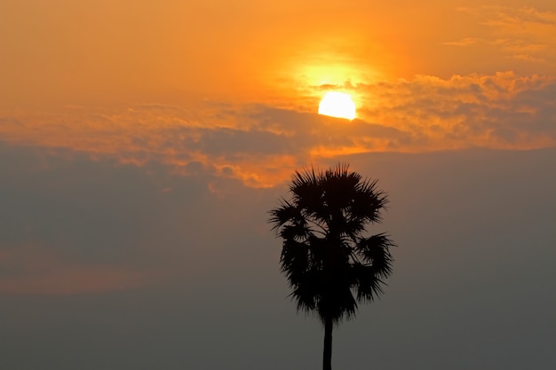 Una palmera de azúcar con el sol en el cielo de Gloden al atardecer