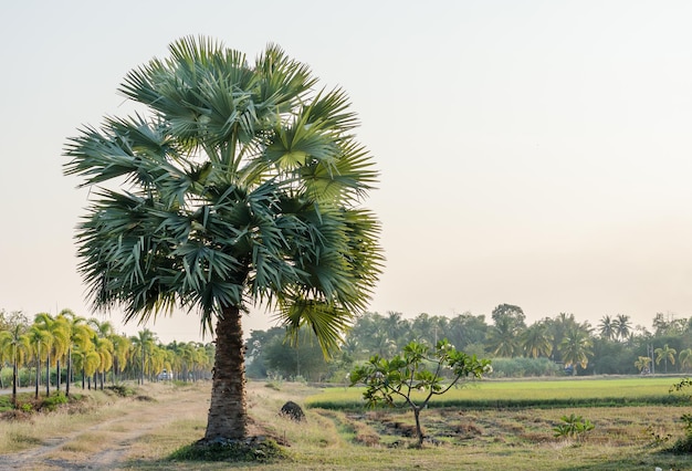 Palmera de azúcar en zona rural