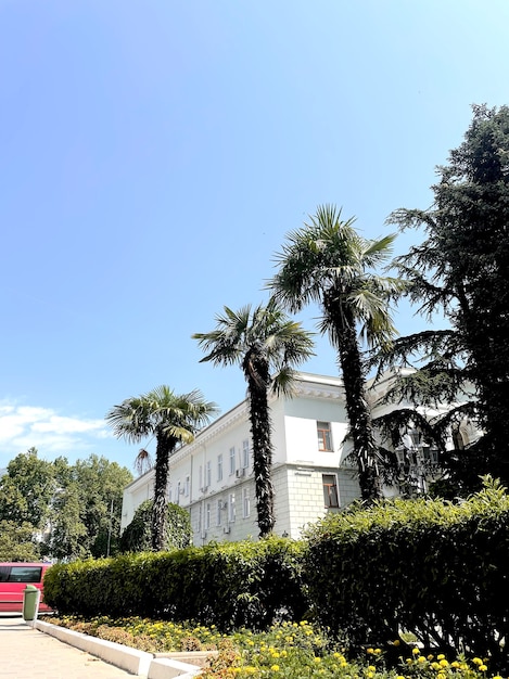 Una palmera en la calle de la ciudad durante la temporada de verano, vacaciones tropicales