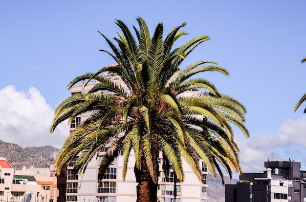 palmera canaria