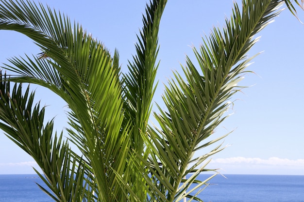 Palmera de cerca con mar tropical y cielo