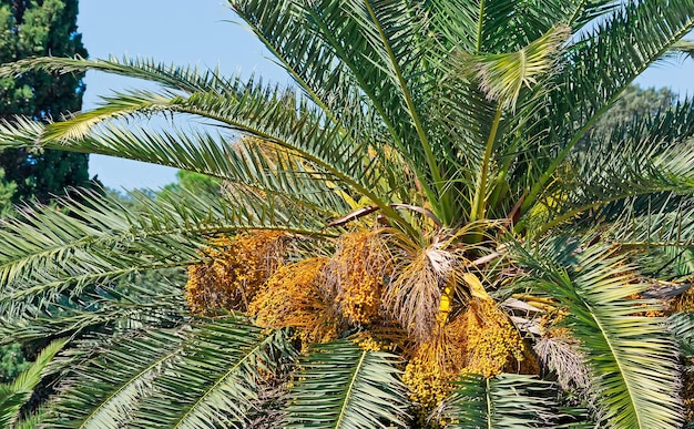 Palmera de cerca en el parque de Monserrato Sassari