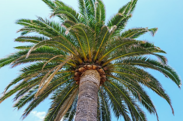 Una palmera en un cielo azul claro