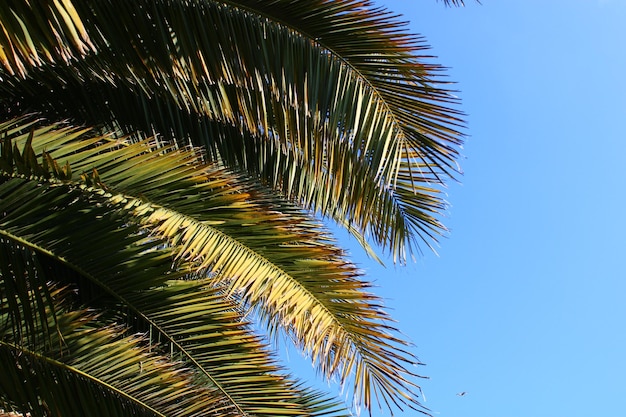 Una palmera con un cielo azul de fondo.