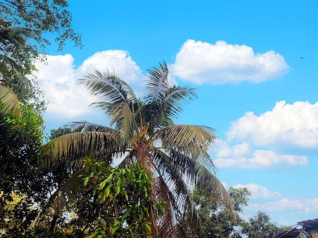 Una palmera con un cielo azul y nubes al fondo.