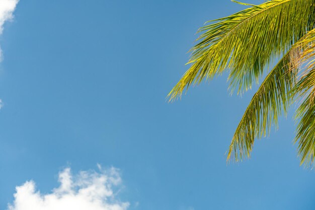 Palmera con cielo azul y nubes