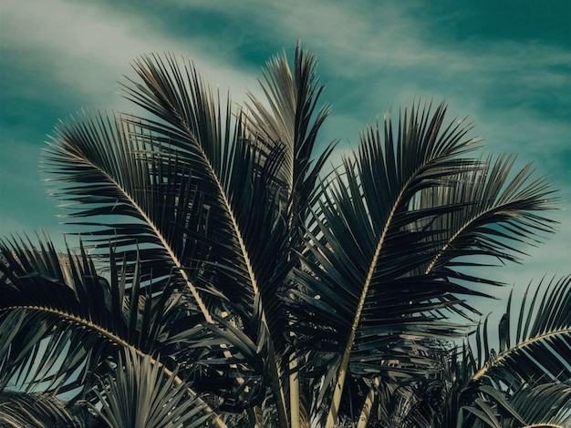 una palmera con un cielo azul y una palmera en el fondo