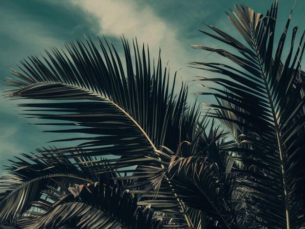 una palmera con un cielo azul y unas pocas nubes