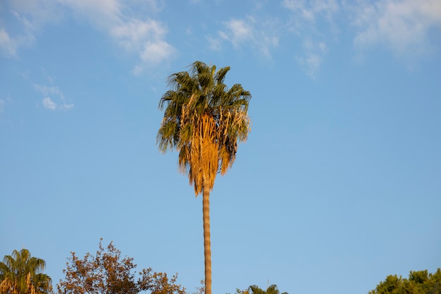 Palmera y cielo azul