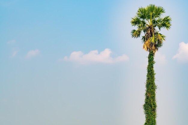 palmera cielo azul